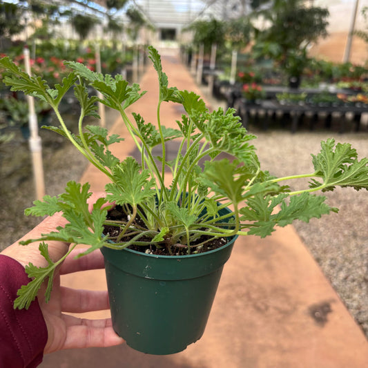 Citrosa 'Van Leenii'