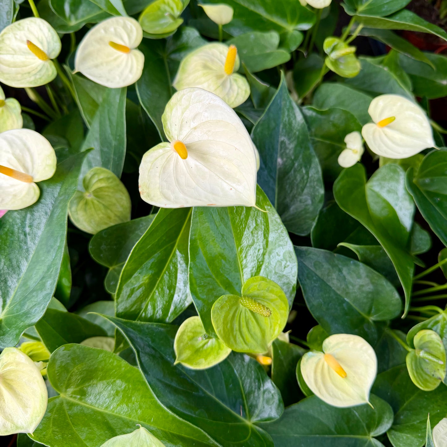 Anthurium 'Vanilla'
