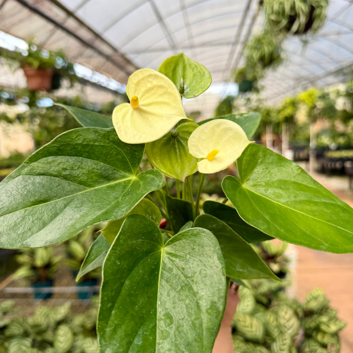 Anthurium 'Vanilla'