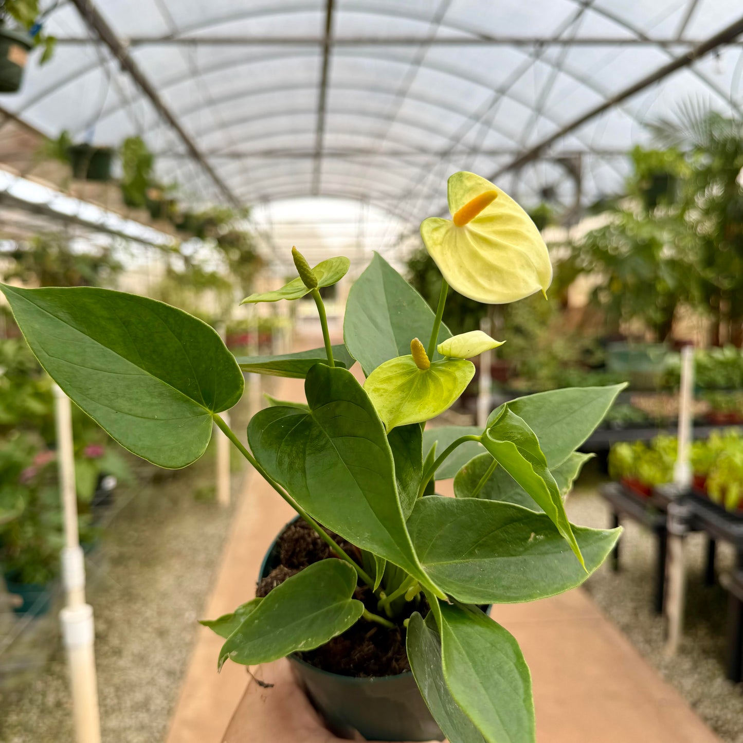 Anthurium 'Vanilla'