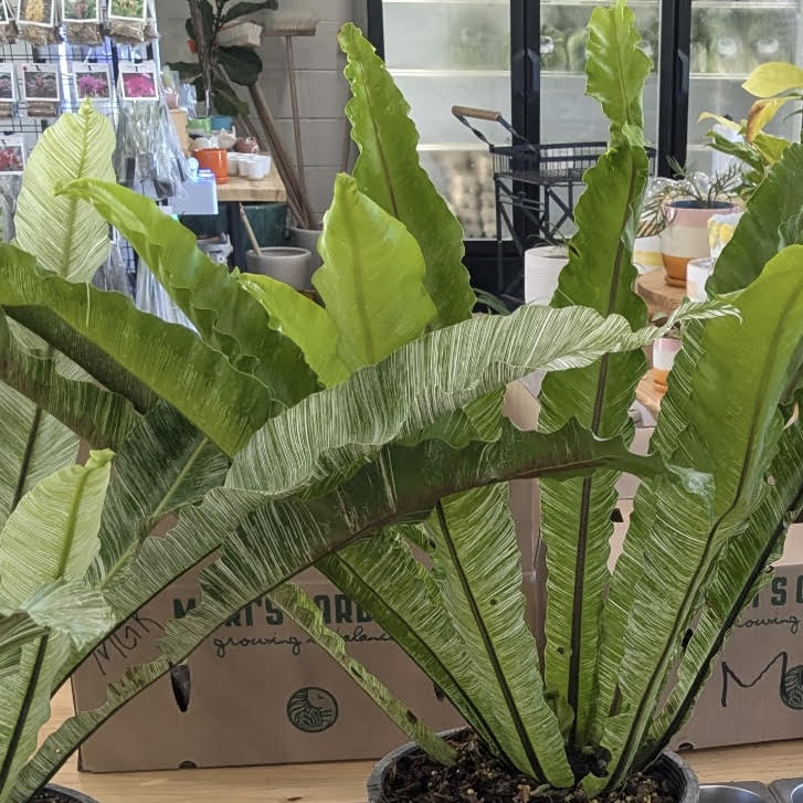 Asplenium nidus (Bird's Nest Fern), Variegated