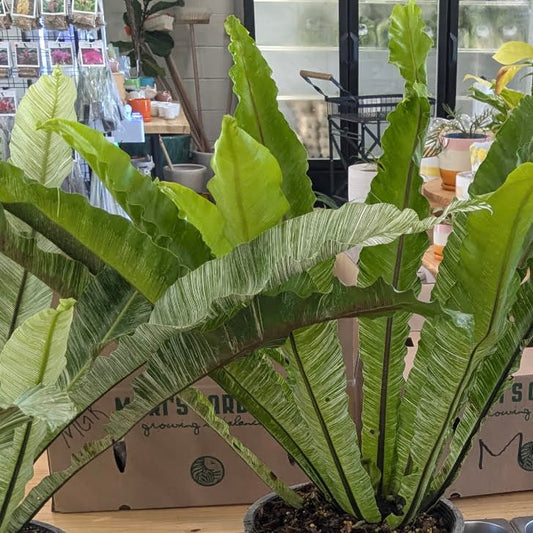 Asplenium nidus (Bird's Nest Fern), Variegated