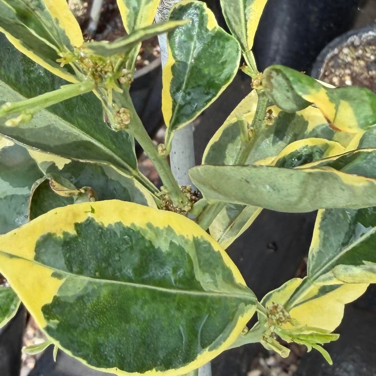 Variegated Calamondin