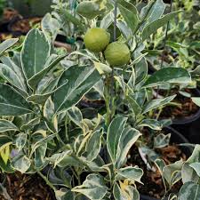 Variegated Cara Cara Navel Orange