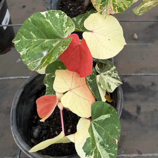 Hau Variegated