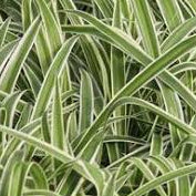 Chlorophytum comosum 'Variegatum'