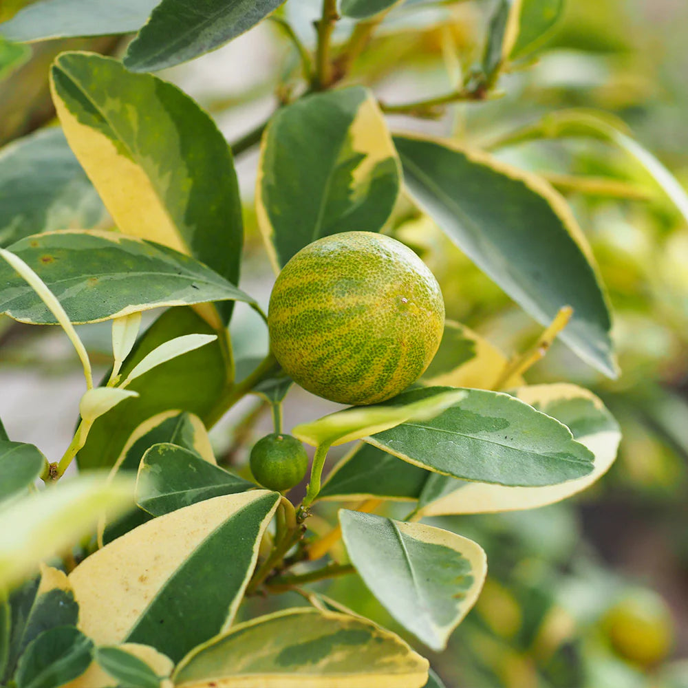 Dwarf Variegated Pink Eureka Lemon