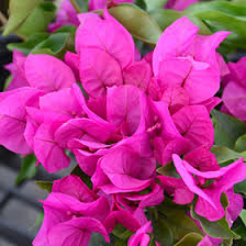 Bougainvillea, "Vera Deep Purple"
