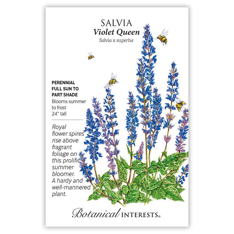 Violet Queen Salvia