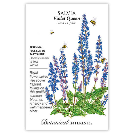 Violet Queen Salvia