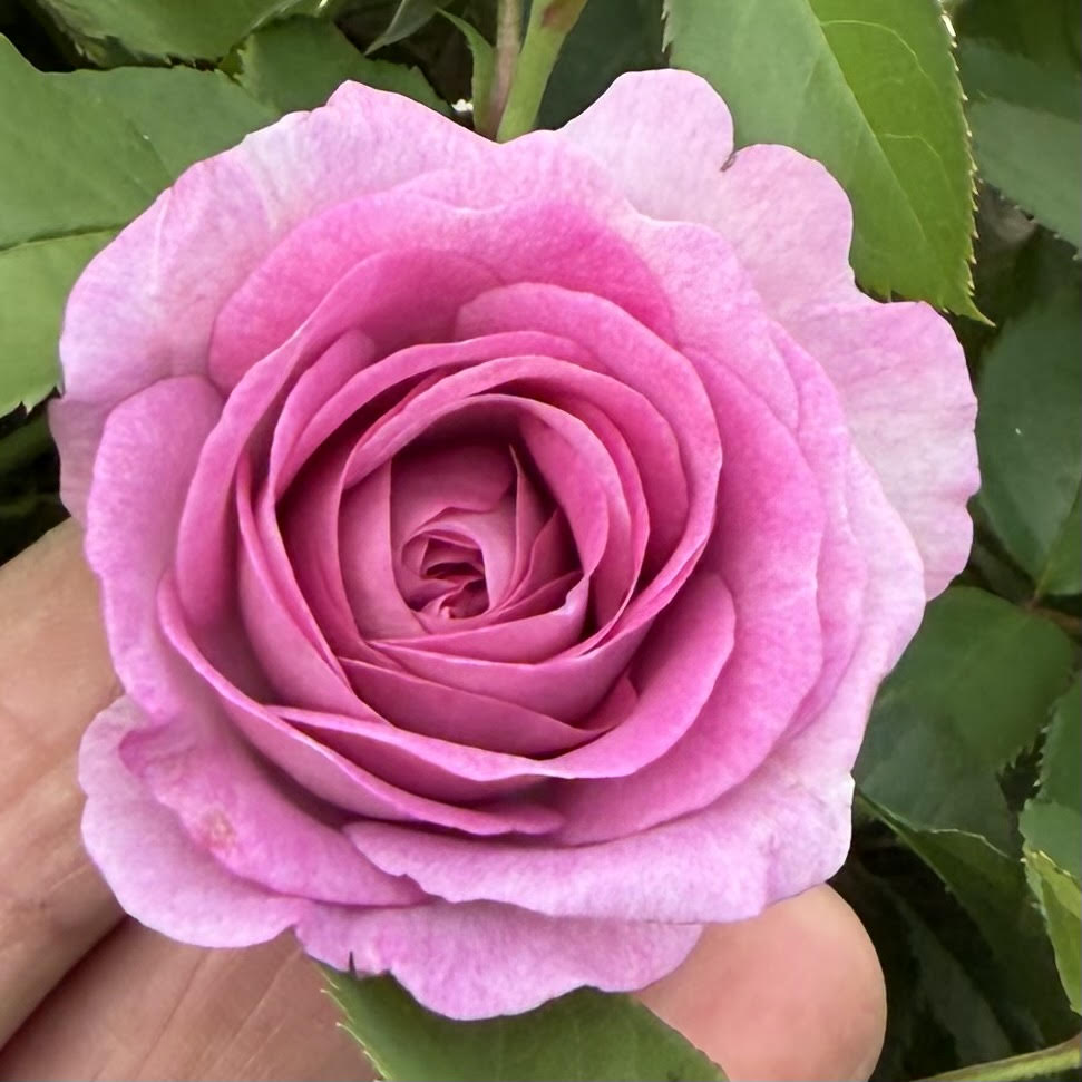Floribunda Rose Bush 'Violet's Pride'
