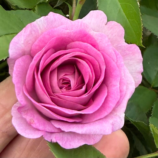 Floribunda Short Tree Rose 'Violet's Pride'