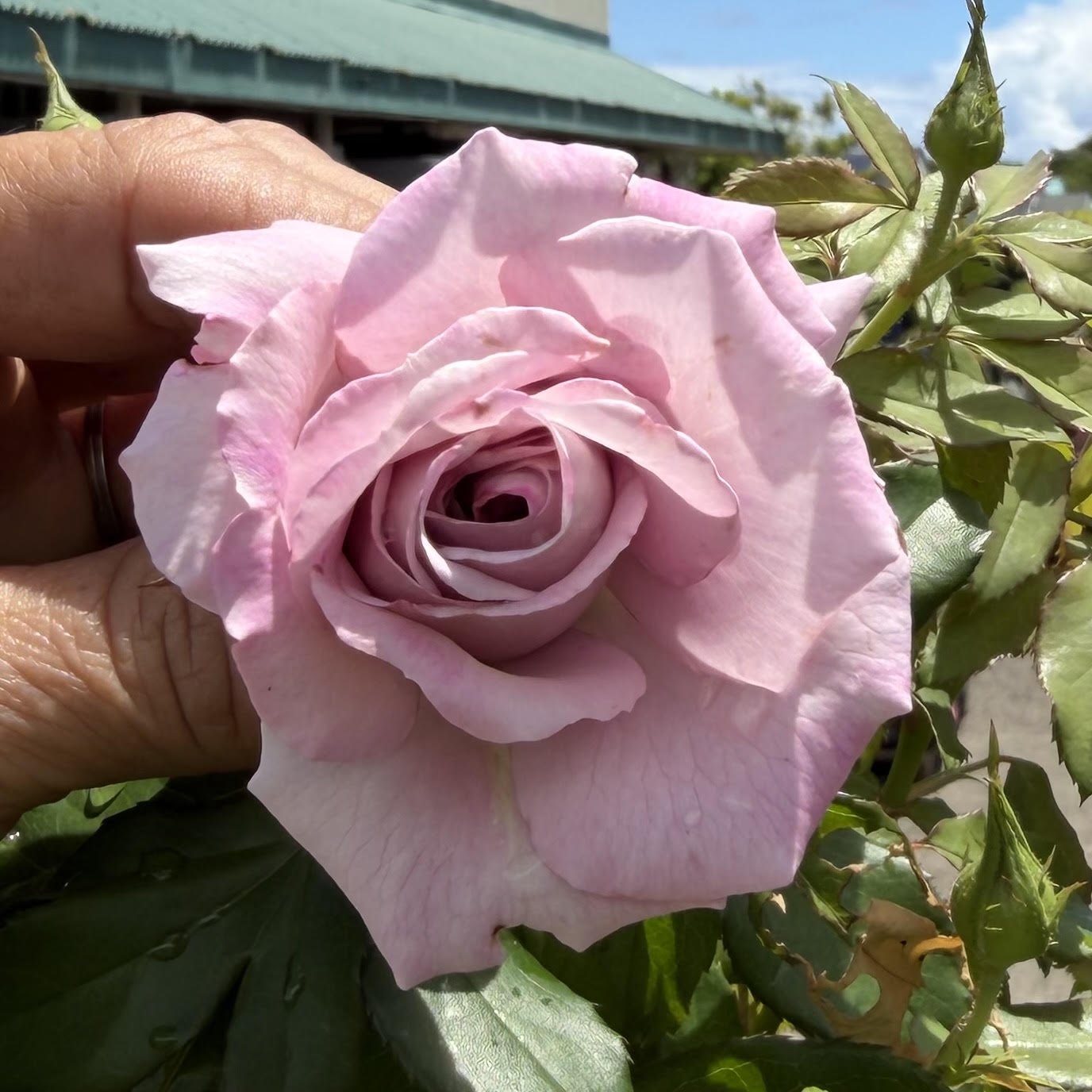 Floribunda Tall Tree Rose 'Violet's Pride'