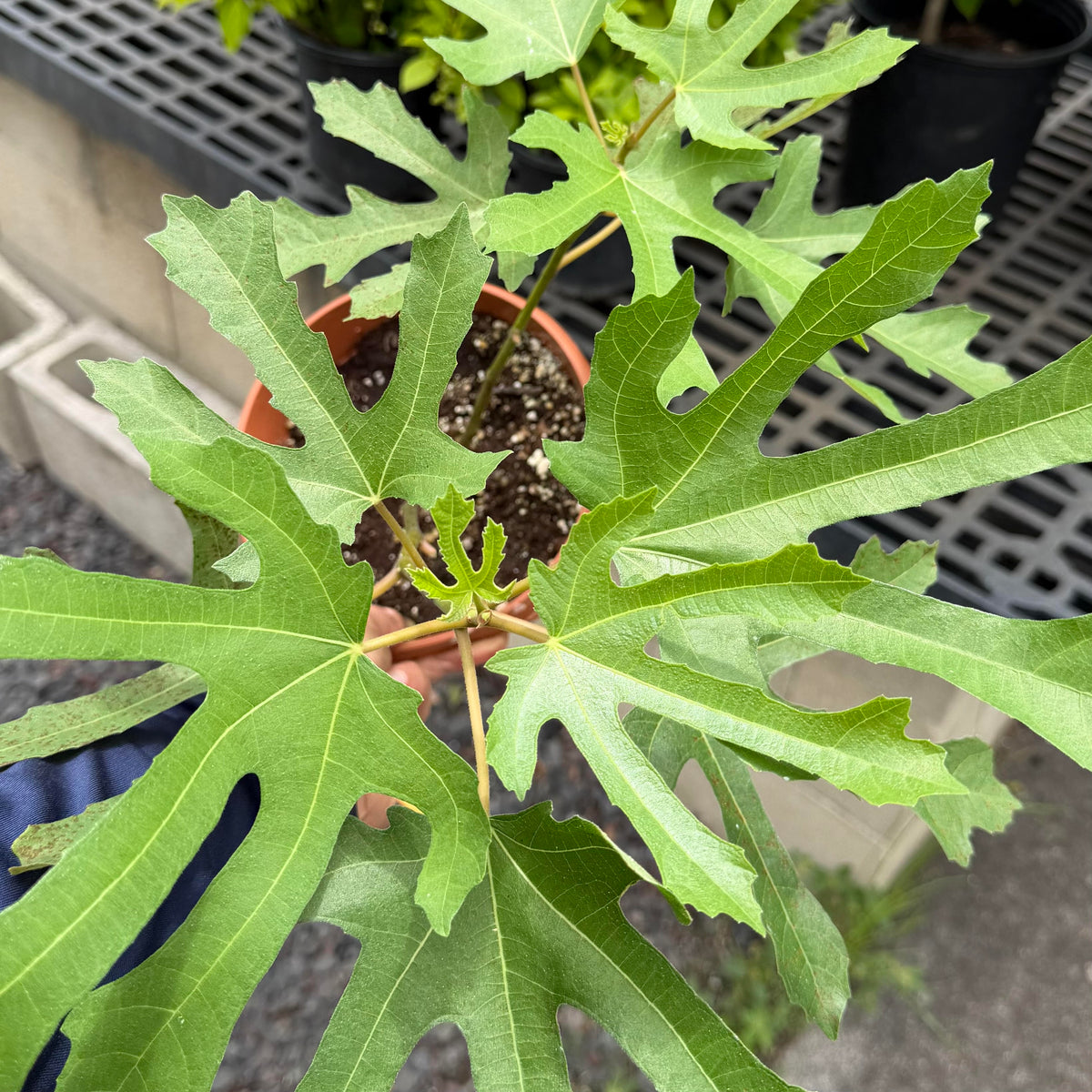 Fig carica (Fig) 'Violet de Bourdeux'