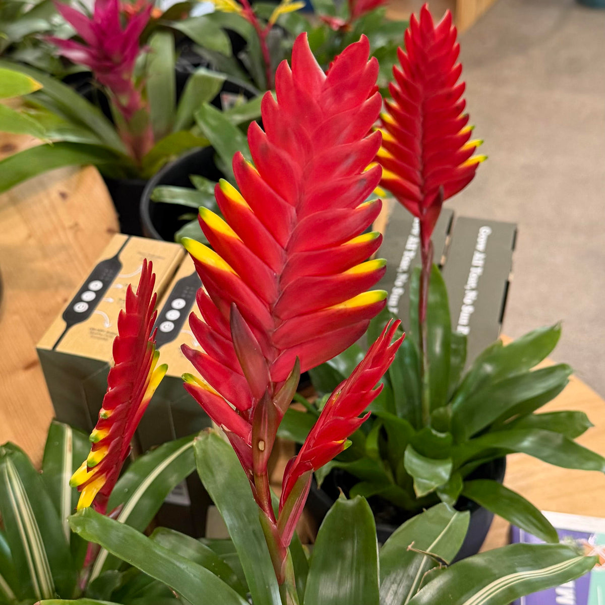 Vriesea ʻGreen Robinʻ