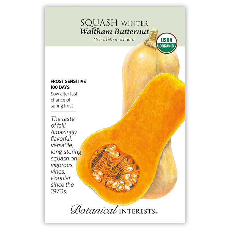 Squash Winter seeds 'Waltham Butternut'