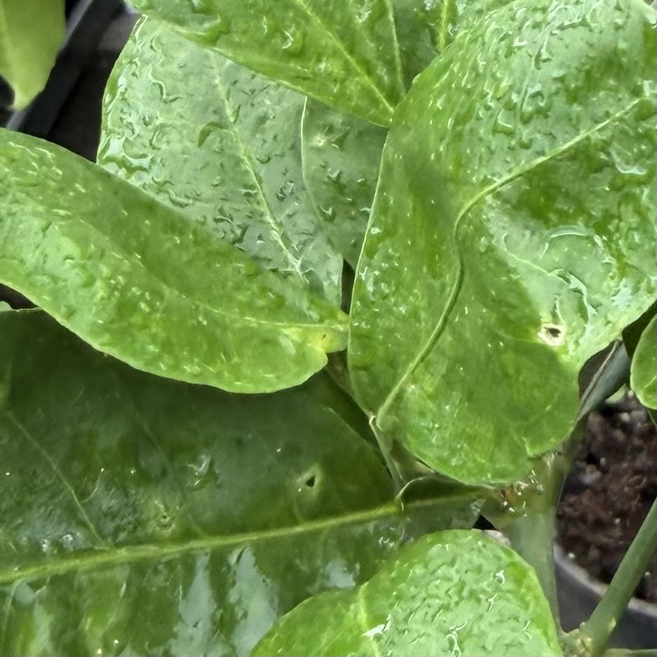 Washington Navel Orange, Semi-Dwarf