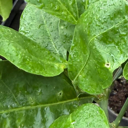 Washington Navel Orange, Semi-Dwarf
