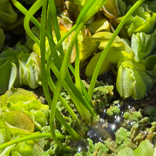 Water Plants — Crocus