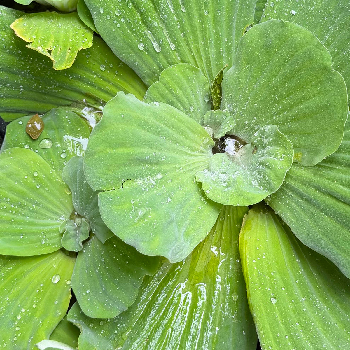 Water Lettuce