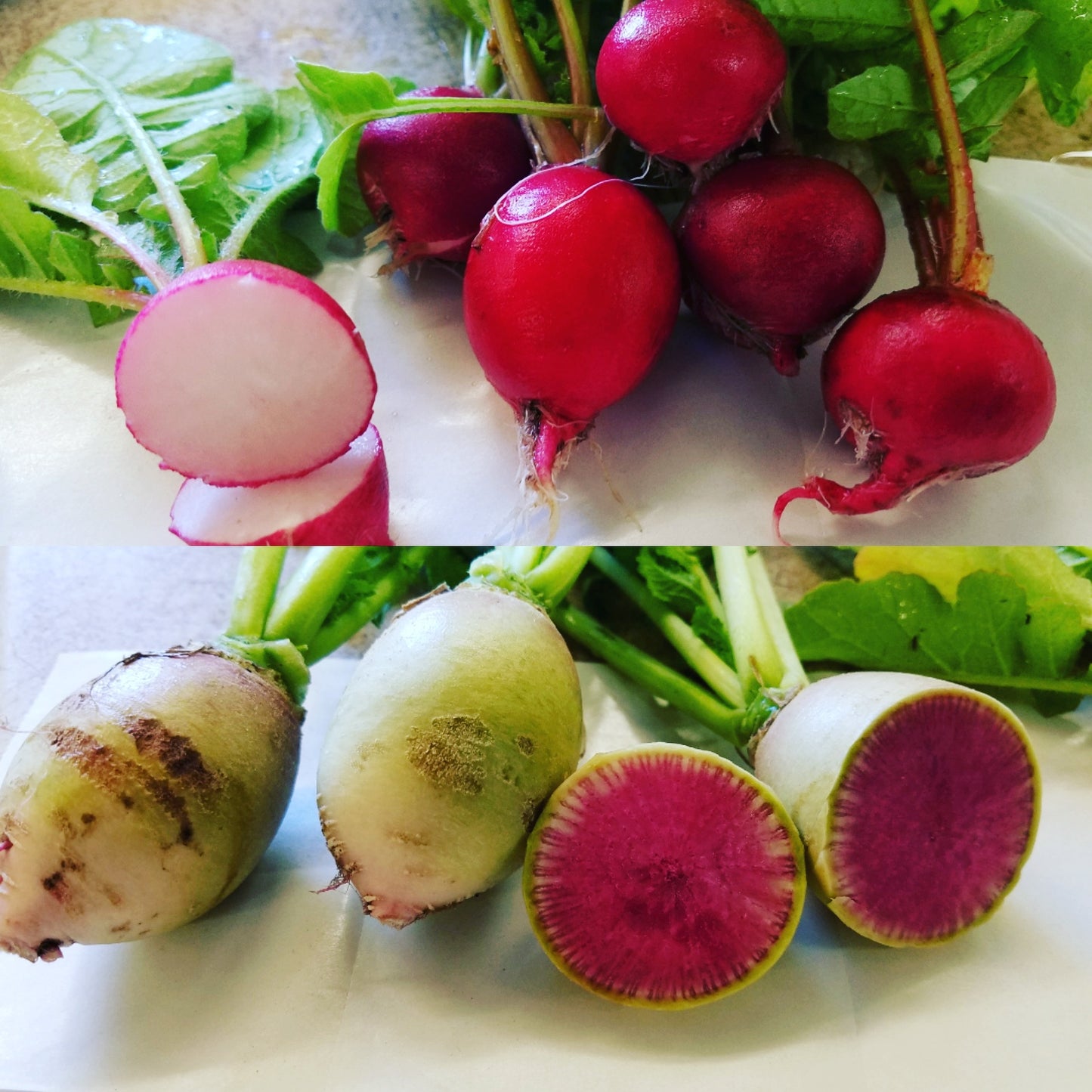 Radish, "Watermelon" by the Pound