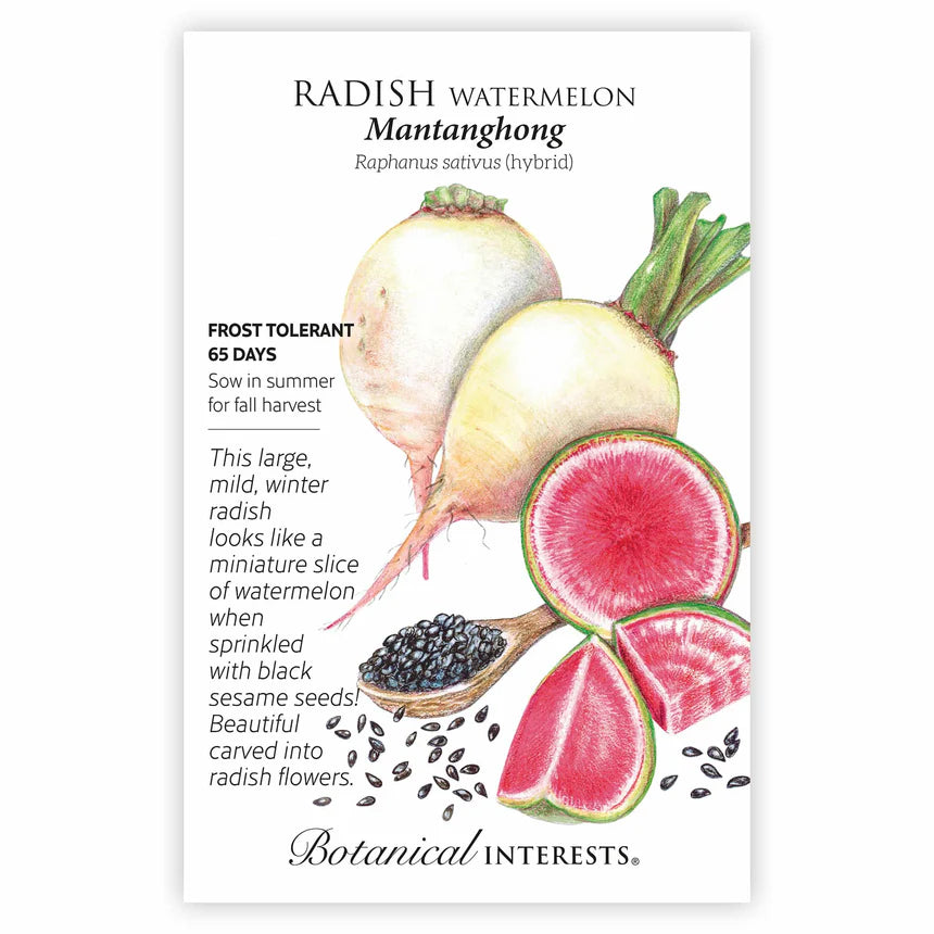 Radish Watermelon seeds 'Mantanghong'