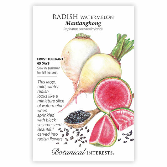 Radish Watermelon seeds 'Mantanghong'