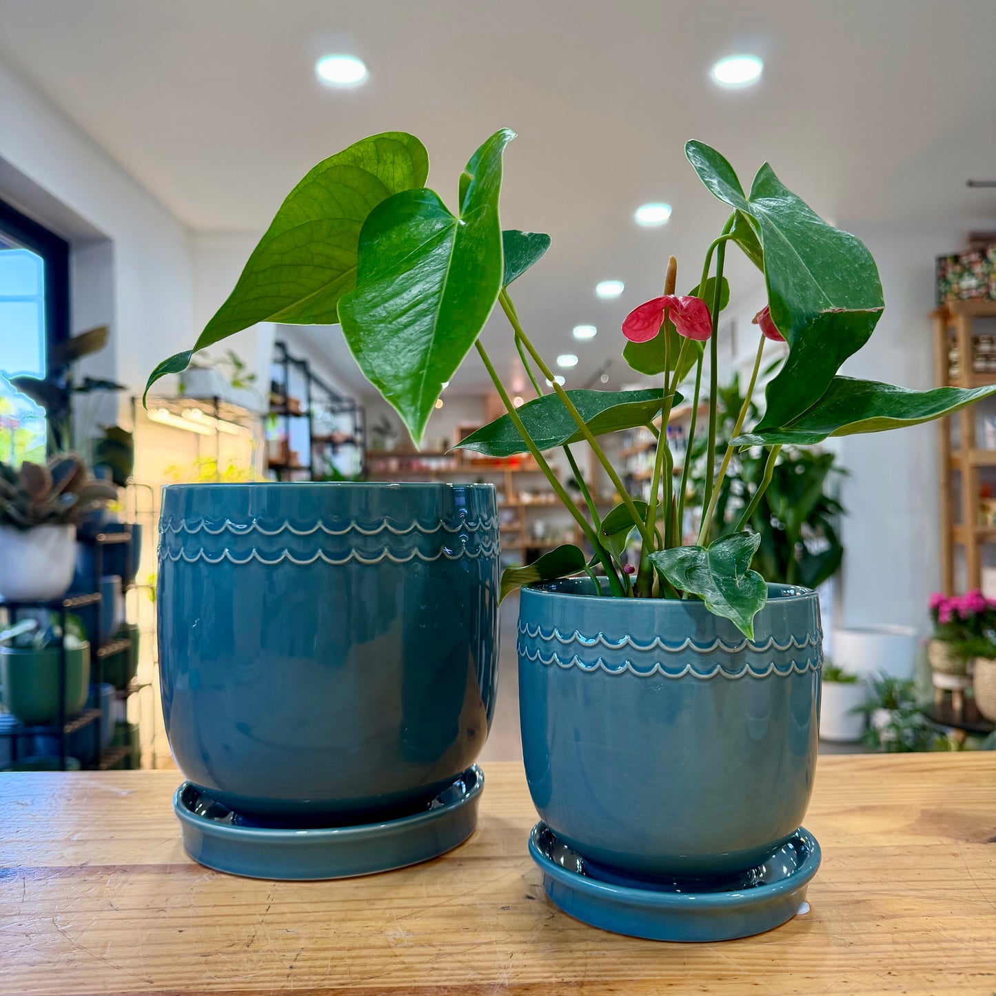 Wavelet Planter
