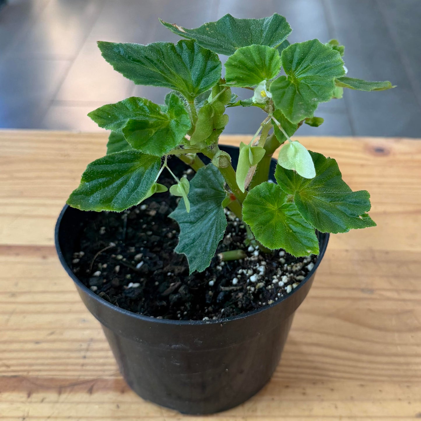 Begonia x semperflorens (Wax Begonia)