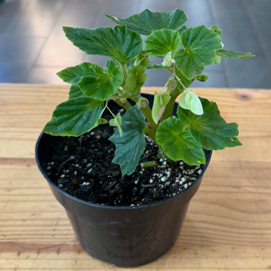 Begonia x semperflorens (Wax Begonia)