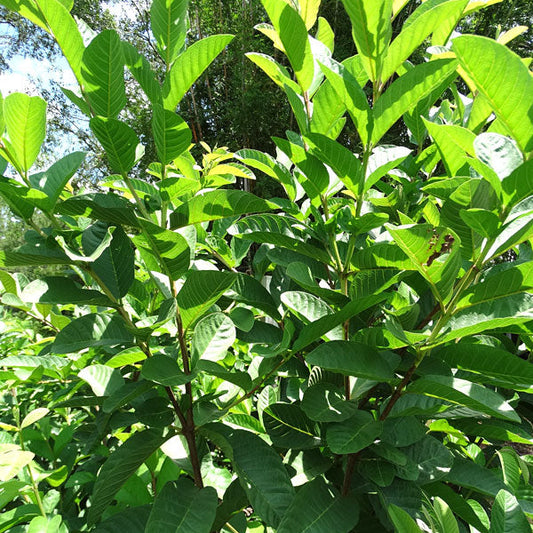 White Indonesian Guava