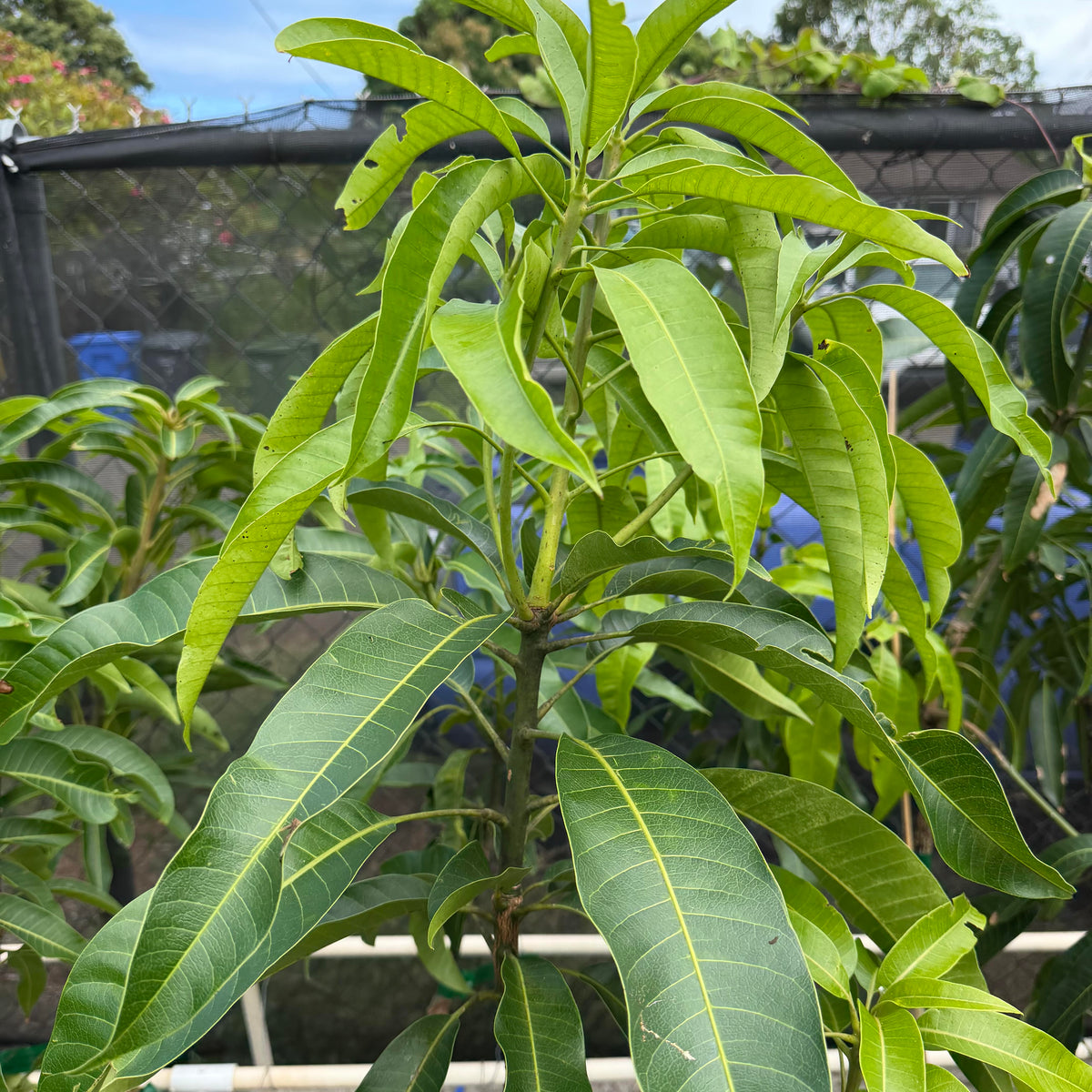 White Pirie Mango