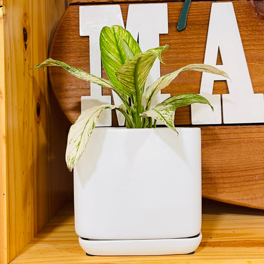 White Sylvie Planter