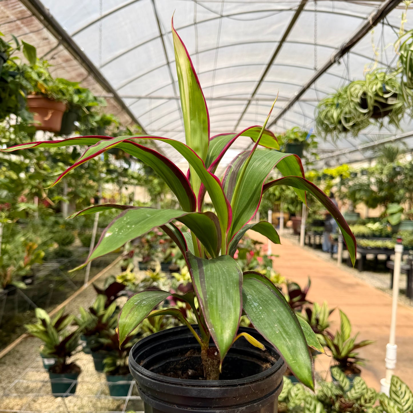 Cordyline 'White Baby' (Ti Leaf)