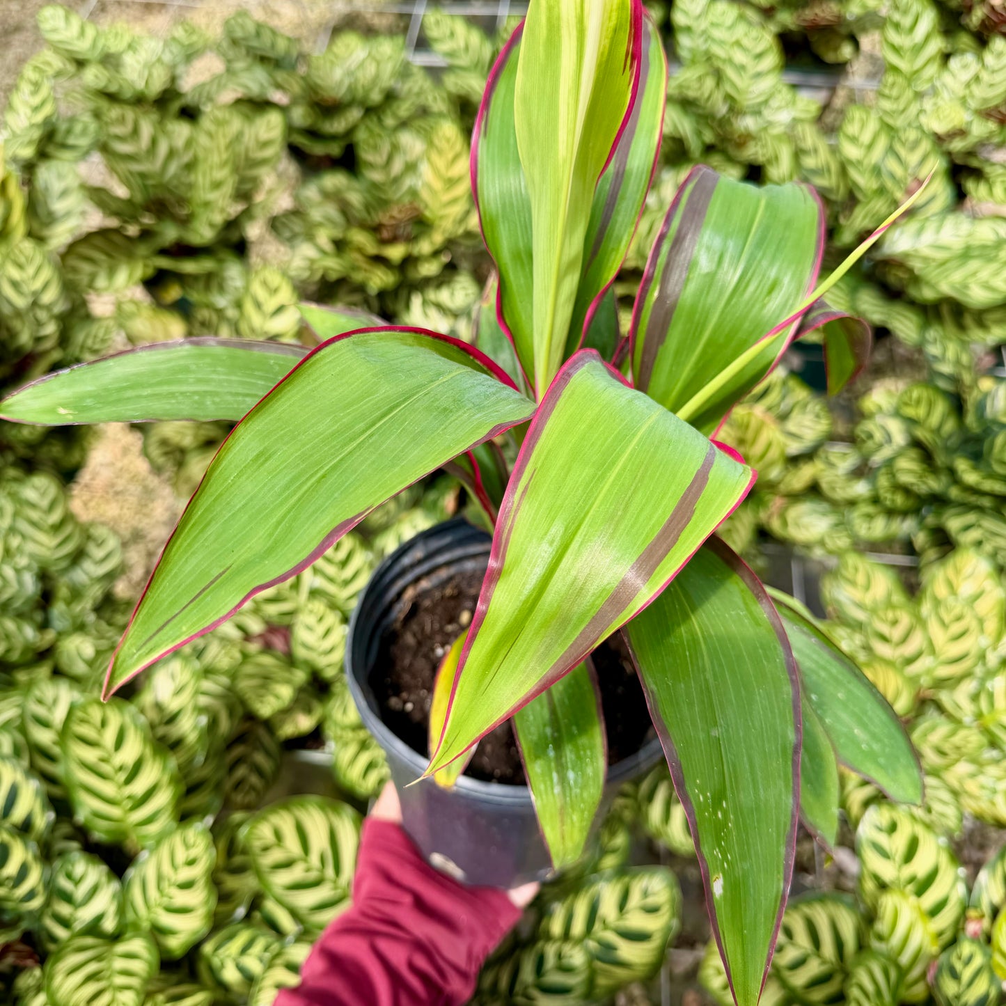 Cordyline 'White Baby' (Ti Leaf)