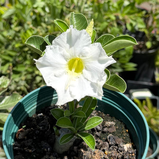 Adenium obesum (Desert Rose)