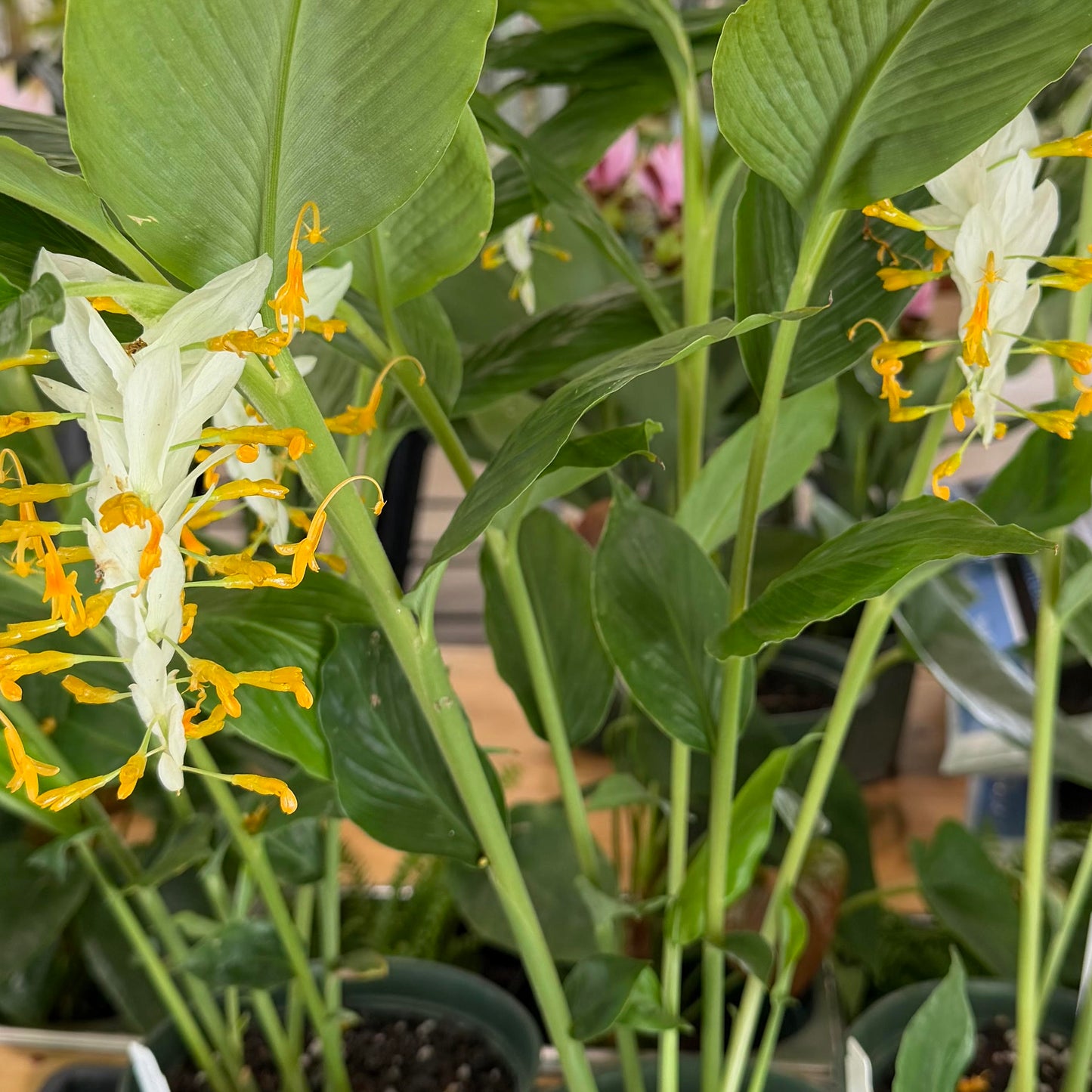 Curcuma 'Dancing Lady'