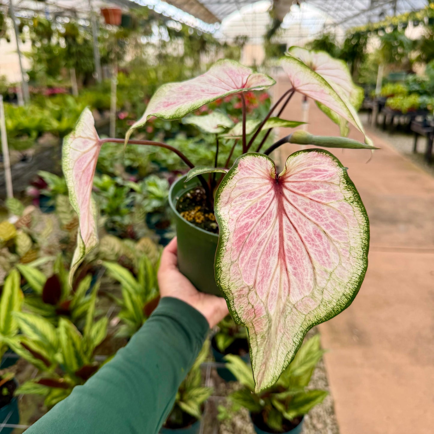 Caladium