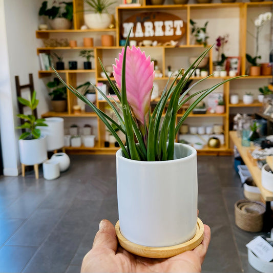 White Planter Collection