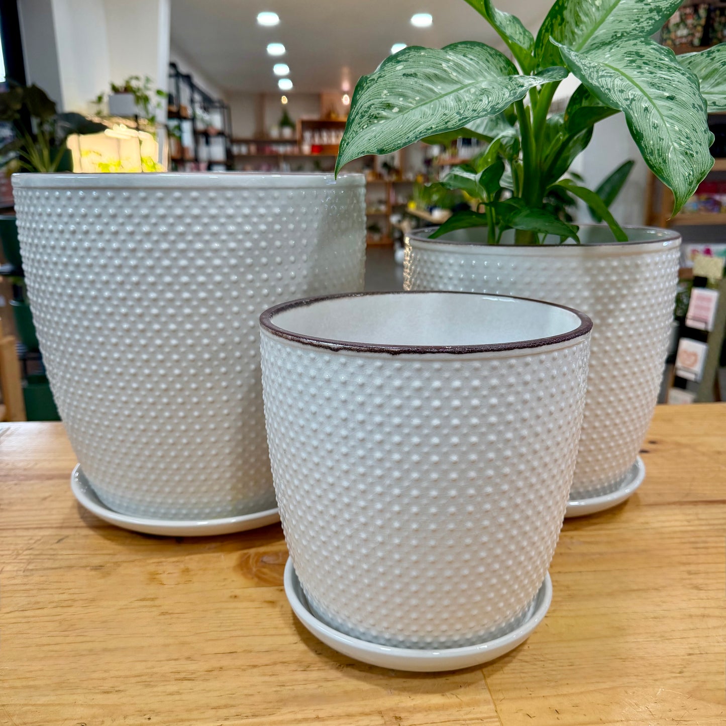 Sinatra Ceramic Planter