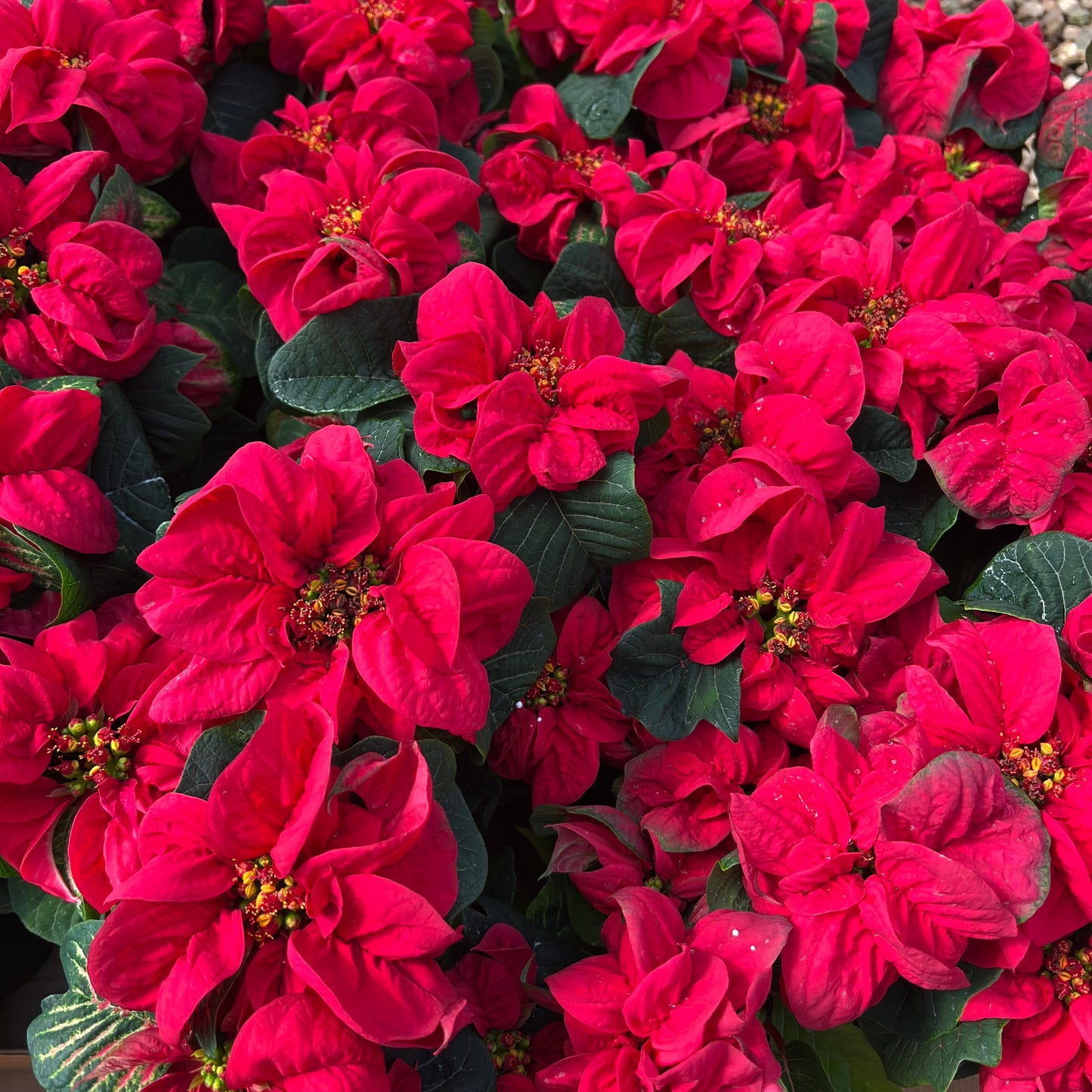 Poinsettia