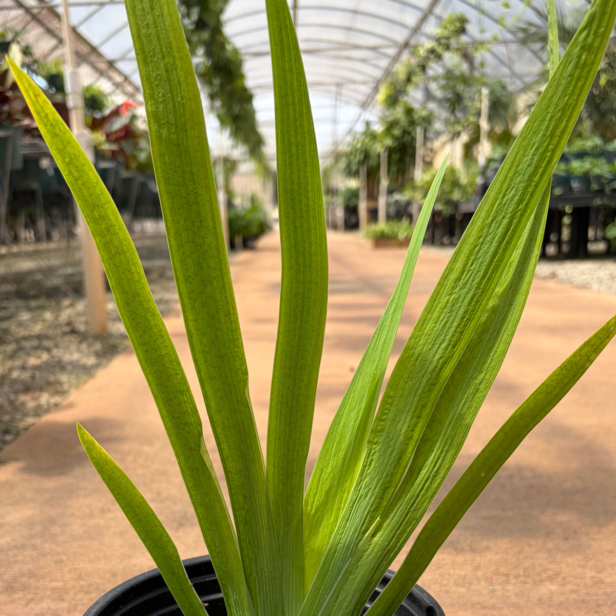 Iris louisiana 'Wow Factor'