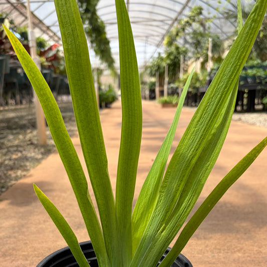 Iris louisiana 'Wow Factor'