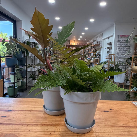 Young Planter with Tray