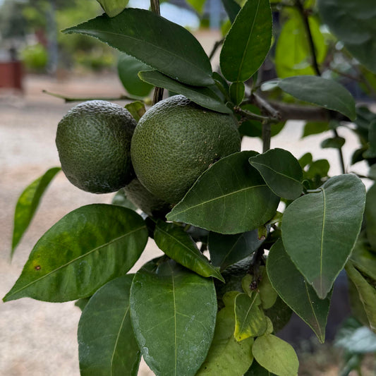 Yuzu