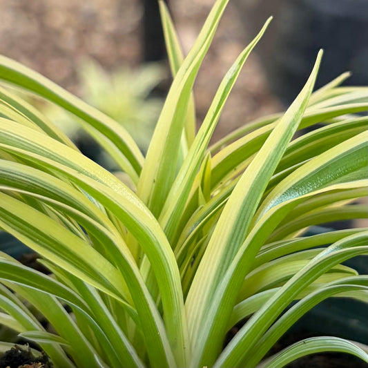 Chlorophytum comosum 'Zebrina' (Zebra Spider Plant_