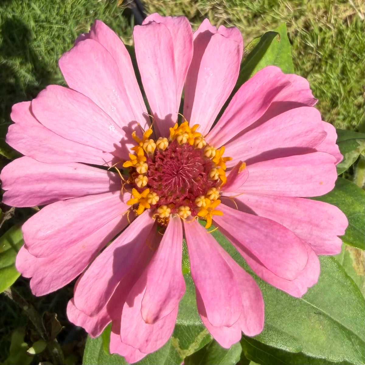 Zinnia