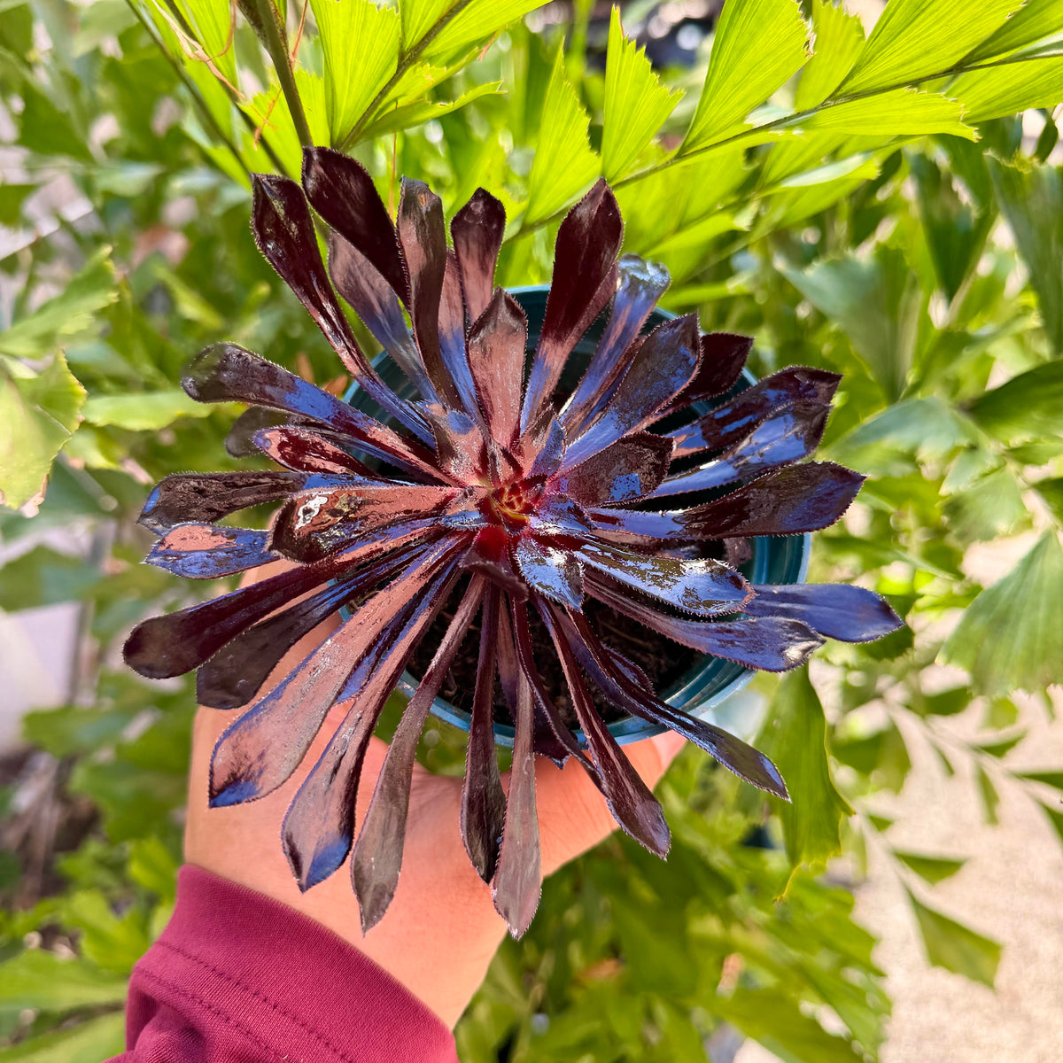 Aeonium Zwartkop