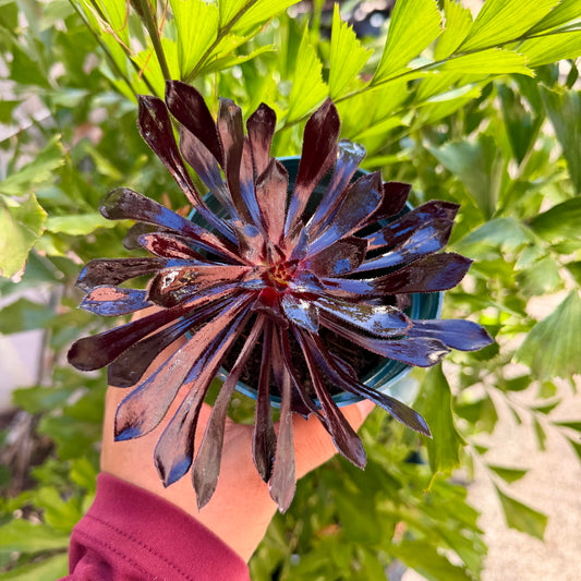 Aeonium Zwartkop