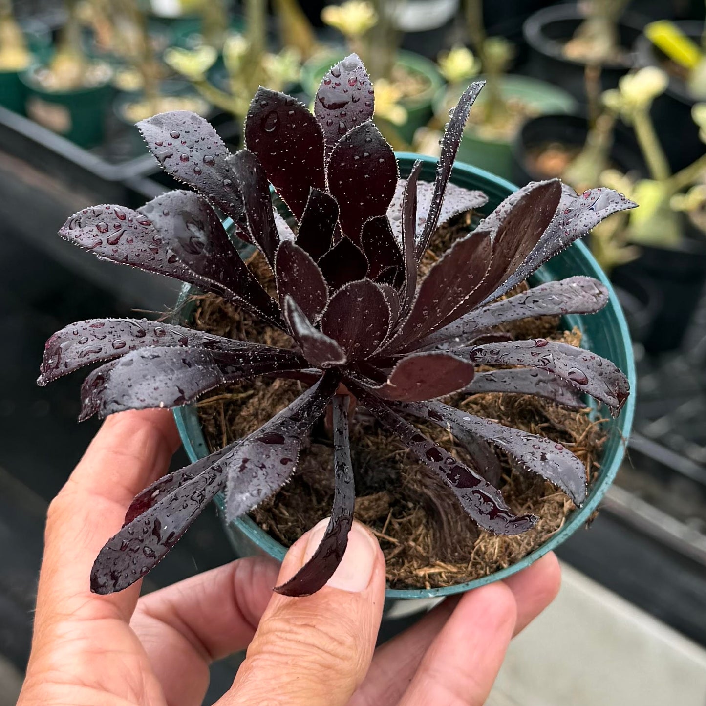 Aeonium Zwartkop